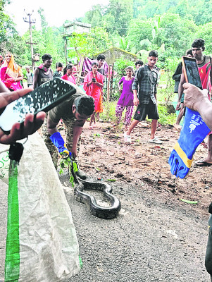 10 అడుగుల కొండచిలువ పట్టివేత 1