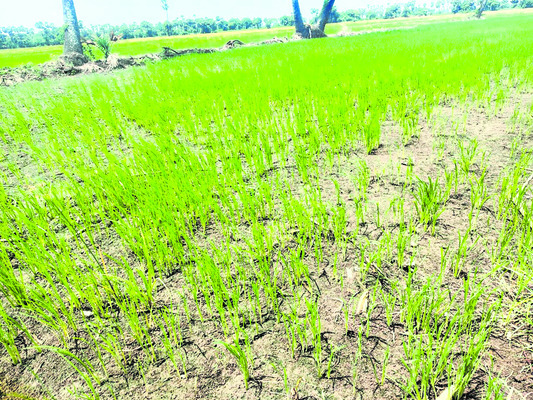నీరందక ఎండుతున్న పంటలు 1