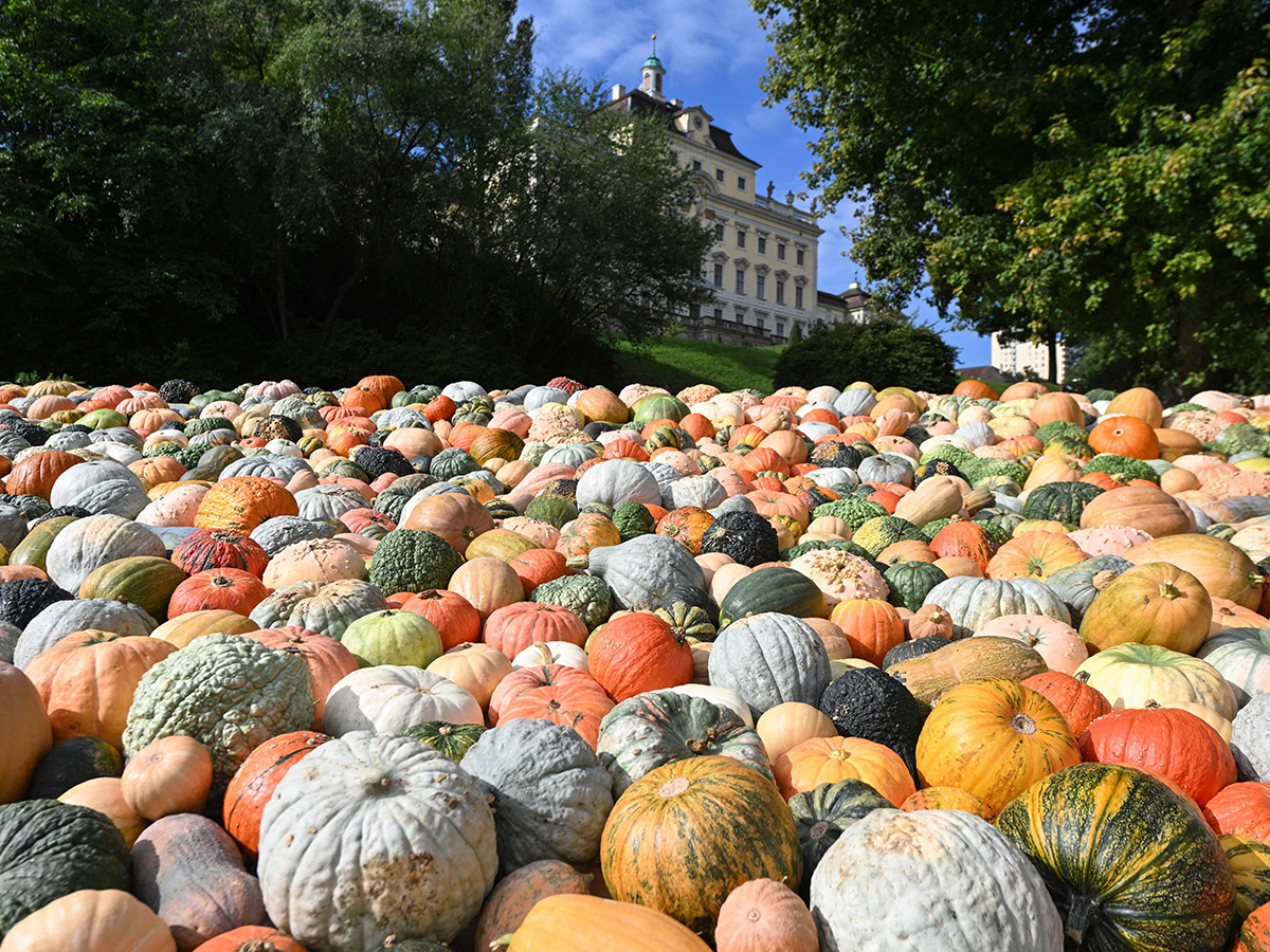 Pumpkin Festival Germany 2025 Photos11
