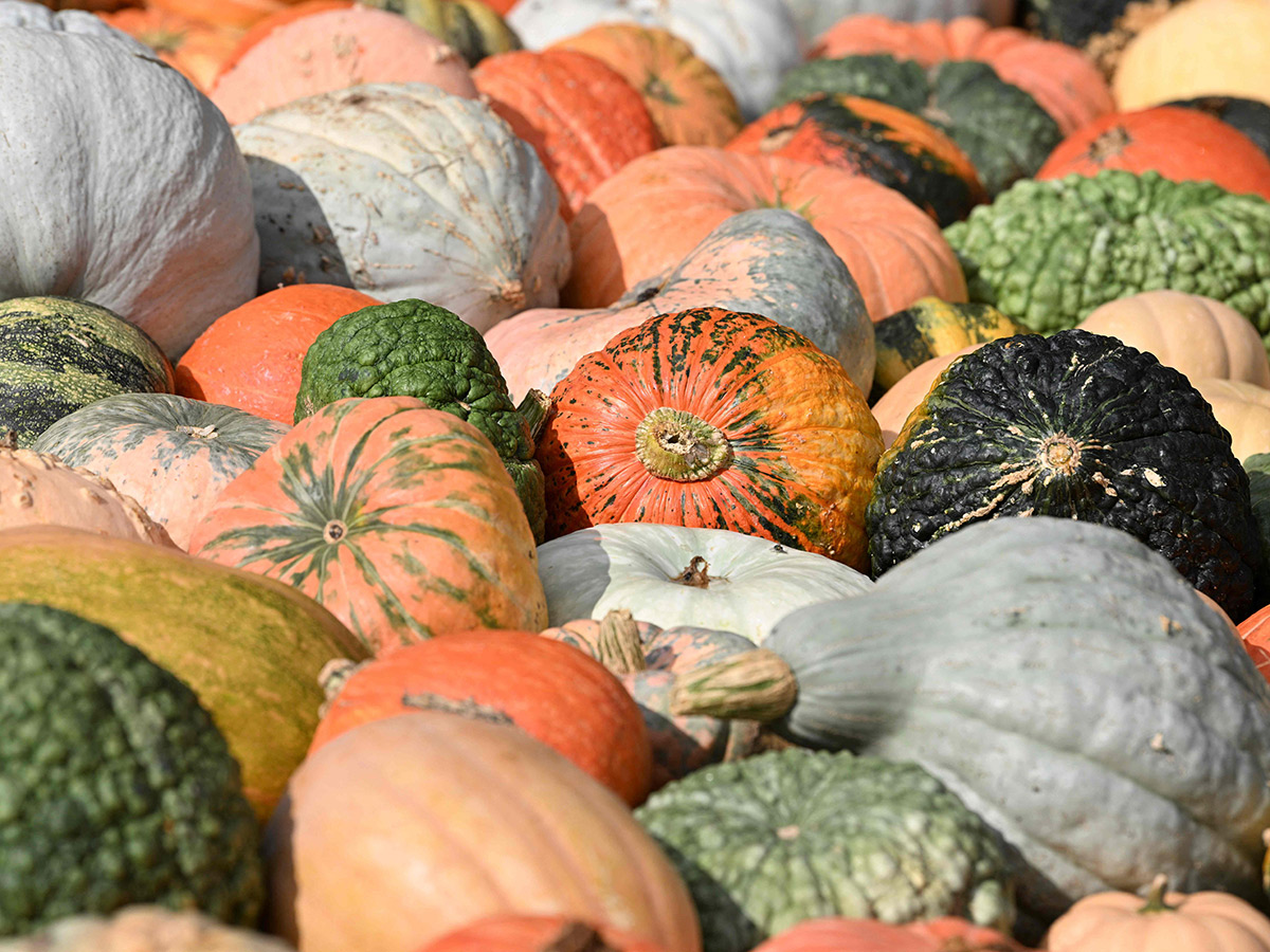Pumpkin Festival Germany 2025 Photos12