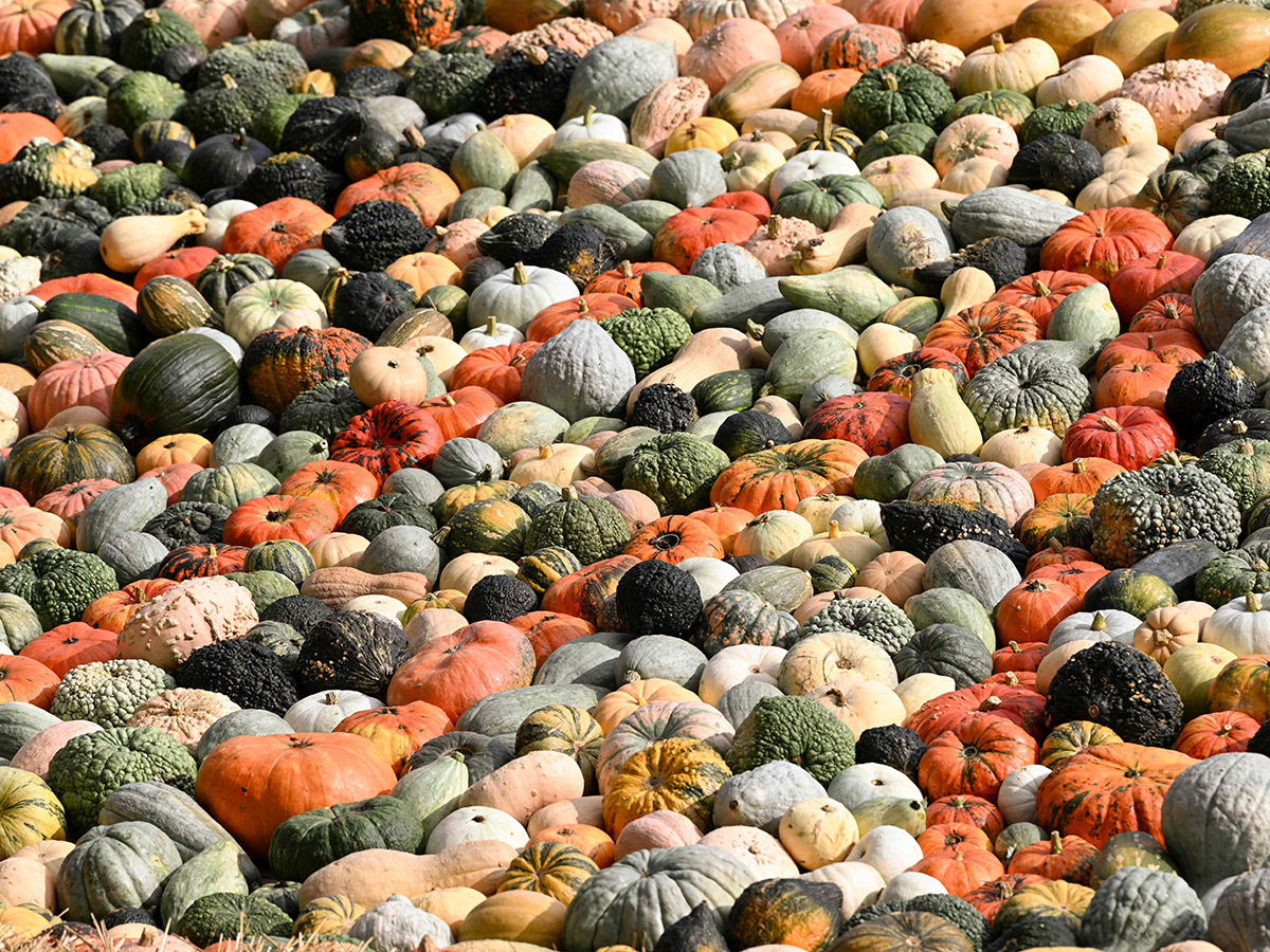 Pumpkin Festival Germany 2025 Photos13