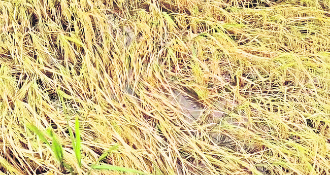 వేలూరులో కుండపోత వర్షం2