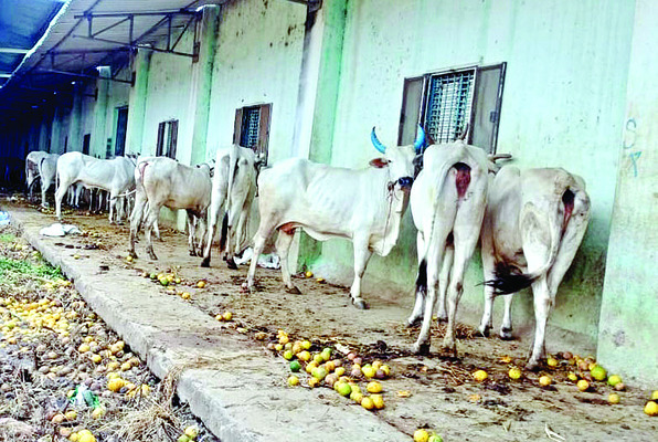 భరించలేని దుర్వాసన 3