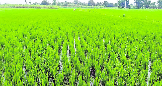 దగా పడిన దళితులు1