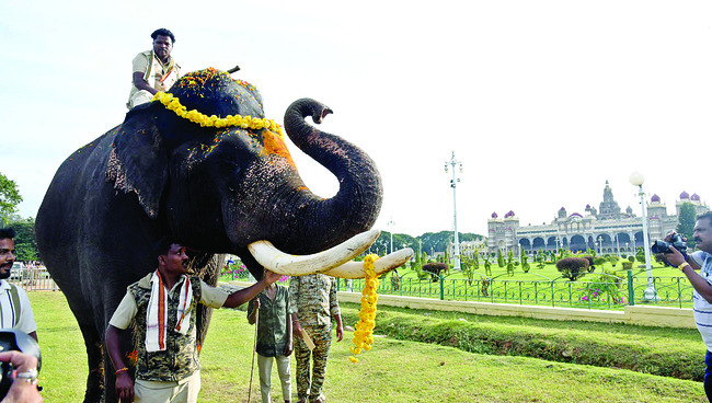 మరో 5 గజరాజులు రాక1