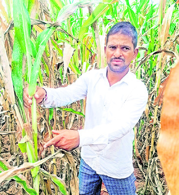 పీసు తోడింది..పంట ఎండింది 2
