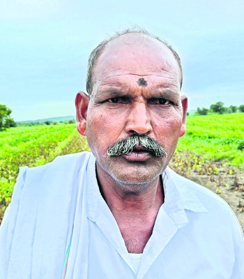మాడిపోయిన సోయా పంట1