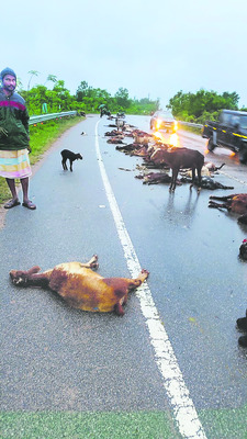 70 గొర్రెలు మృత్యువాత 1
