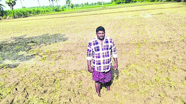 నీరు లేక నెర్రెలు..2