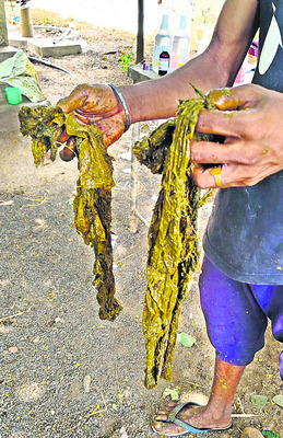 చూడి పశువు కడుపులో ప్లాస్టిక్ వ్యర్థాలు
1