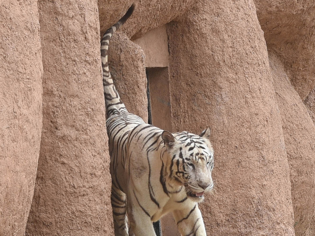 Best Photos of The Week in AP and Telangana Photo Gallery51
