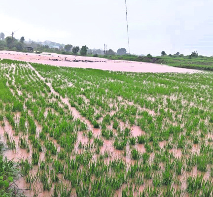 చెరువులను తలపిస్తోన్న పొలాలు 1