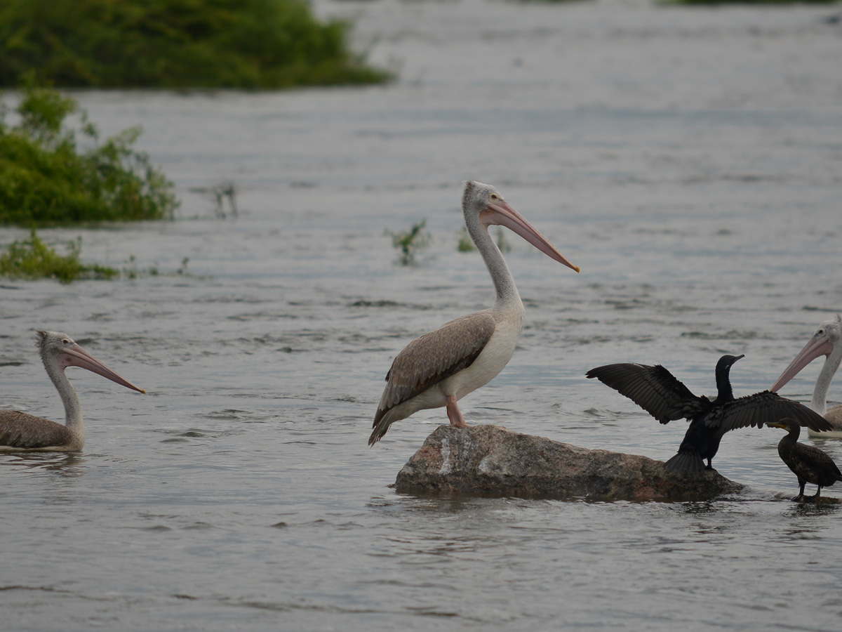 Best Photos of The Week in AP and Telangana Photo Gallery27