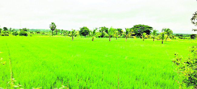 చెరువులకు జలకళ..1