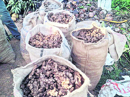 మన్యంలో కిలో అల్లం రూ.40 1