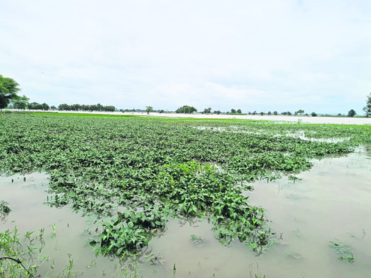 రెండు రోజులుగా వరదలోనే పంటలు 2