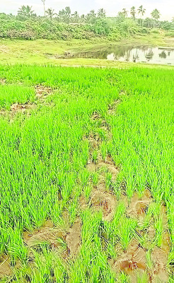 పంటలపై ఆగని గజదాడులు
1