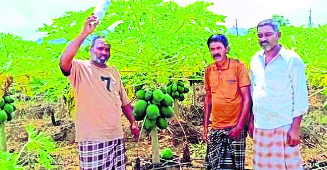 వ్యాపారుల సిండికేటు.. రైతులకు చేటు1