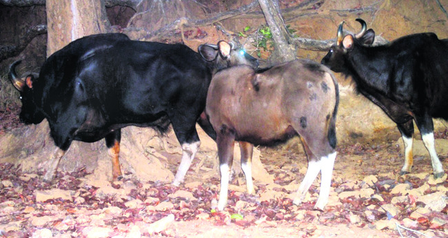 పాపికొండల్లో అడవి దున్నలు 1