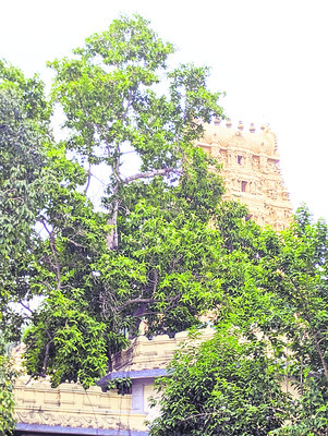 చందన స్వరూపునికి సంపెంగ సుగంధం 3