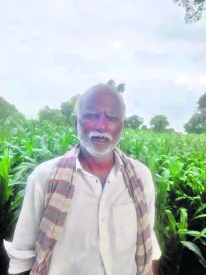 పంటలకు తెగుళ్ల బెడద2