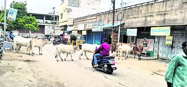 వీధివీధినా పశువులే..1