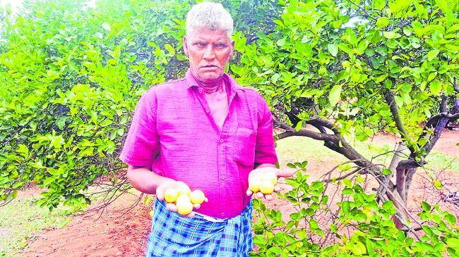 నిమ్మ ధర!1
