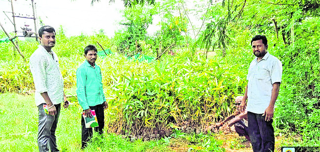 తుల్డా వెదురు.. ఆదాయం ఫుల్1