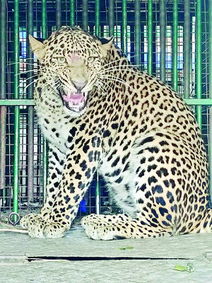 వసతి పాఠశాలకు చిరుత ముప్పు 1