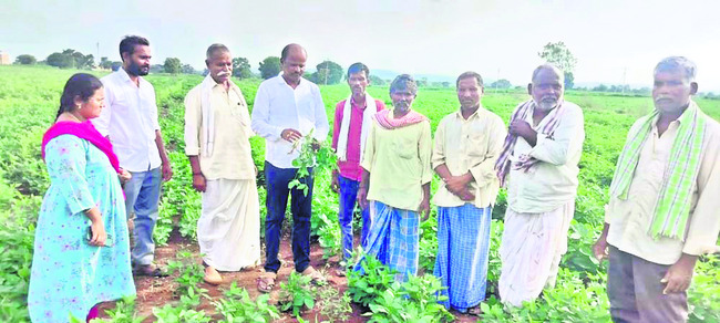 క్షేత్ర స్థాయిలో పంటల పరిశీలన
1