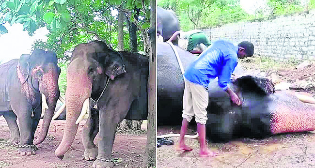 కులాసాగా గజదళం 1