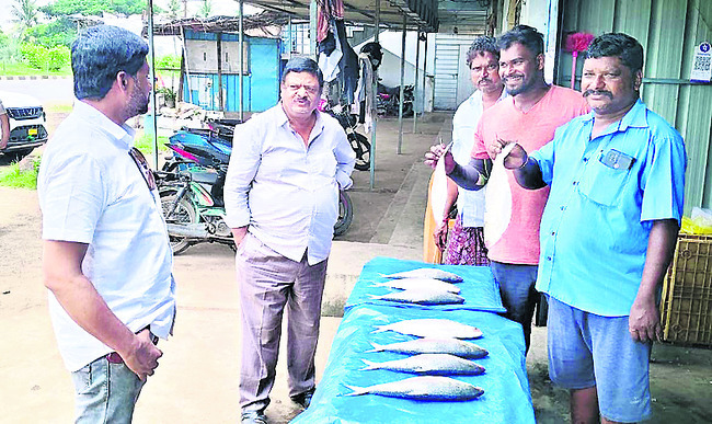 ముఖం చాటేసిన పులస 1