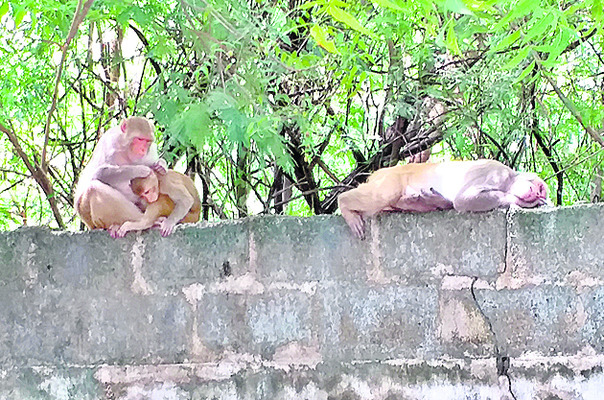 వామ్మో.. వానరదండు1