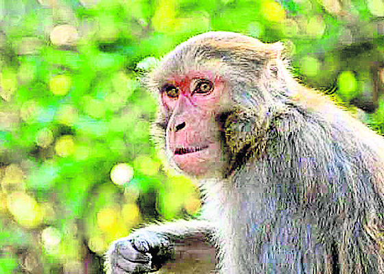 వరంగల్2