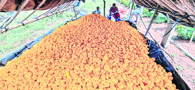 బంతికి డిమాండ్1