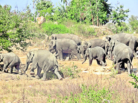 కుంకీ ఆపరేషాన్1