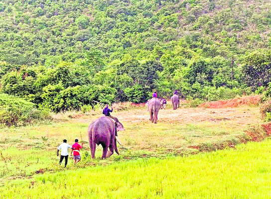 కుంకీ ఆపరేషాన్2