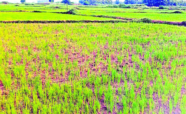 ● వరుణదేవా.. కరుణించరావా..! 1