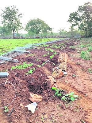 పొలం కంచె ధ్వంసం 1