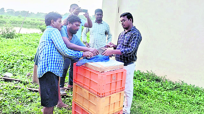 జోరుగా చేపనారు ఉత్పత్తి 1