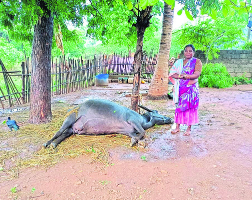 స్పోర్ట్స్‌ కాంప్లెక్స్‌లో  క్రీడా పోటీలు2