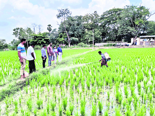 పోషకాలు ఎక్కువ1