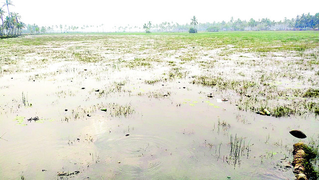 సాగుకు పంటగెక్కడ!2