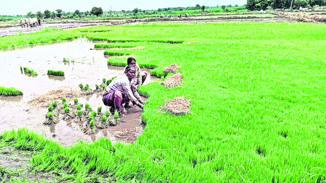 సాగు సంబురం 1