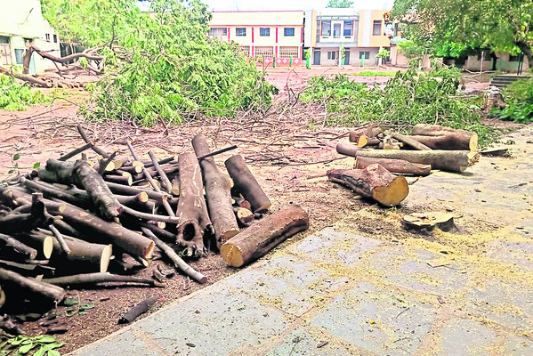 పచ్చదనంపై గొడ్డలి వేటు! 1