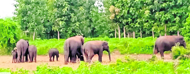పాత గుణానపురంలో గజరాజులు 1