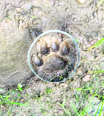 మొక్కలతోనే పర్యావరణ పరిరక్షణ 1