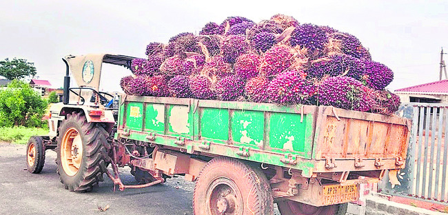ఆయిల్పామ్ రైతుల విలవిల 1