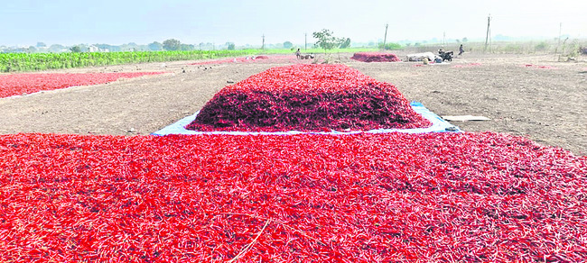 తగ్గిన ఎండుమిర్చి సాగు1