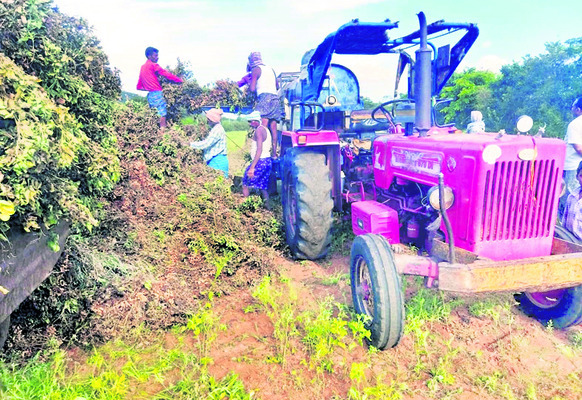 నష్టం మిగిల్చిన వేరుశనగ 1